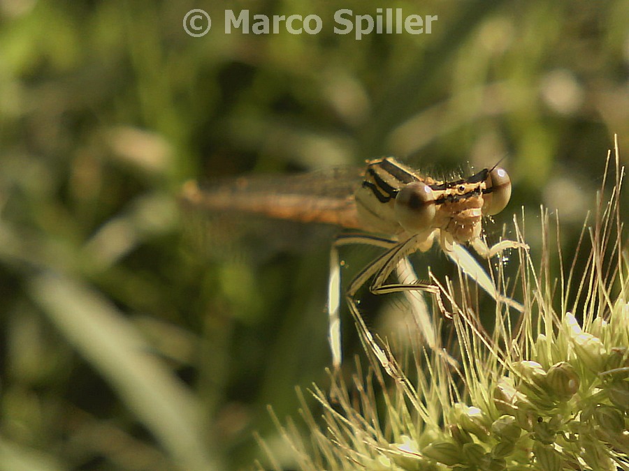 Coenagrionide da identificare - No, Platycnemis pennipes